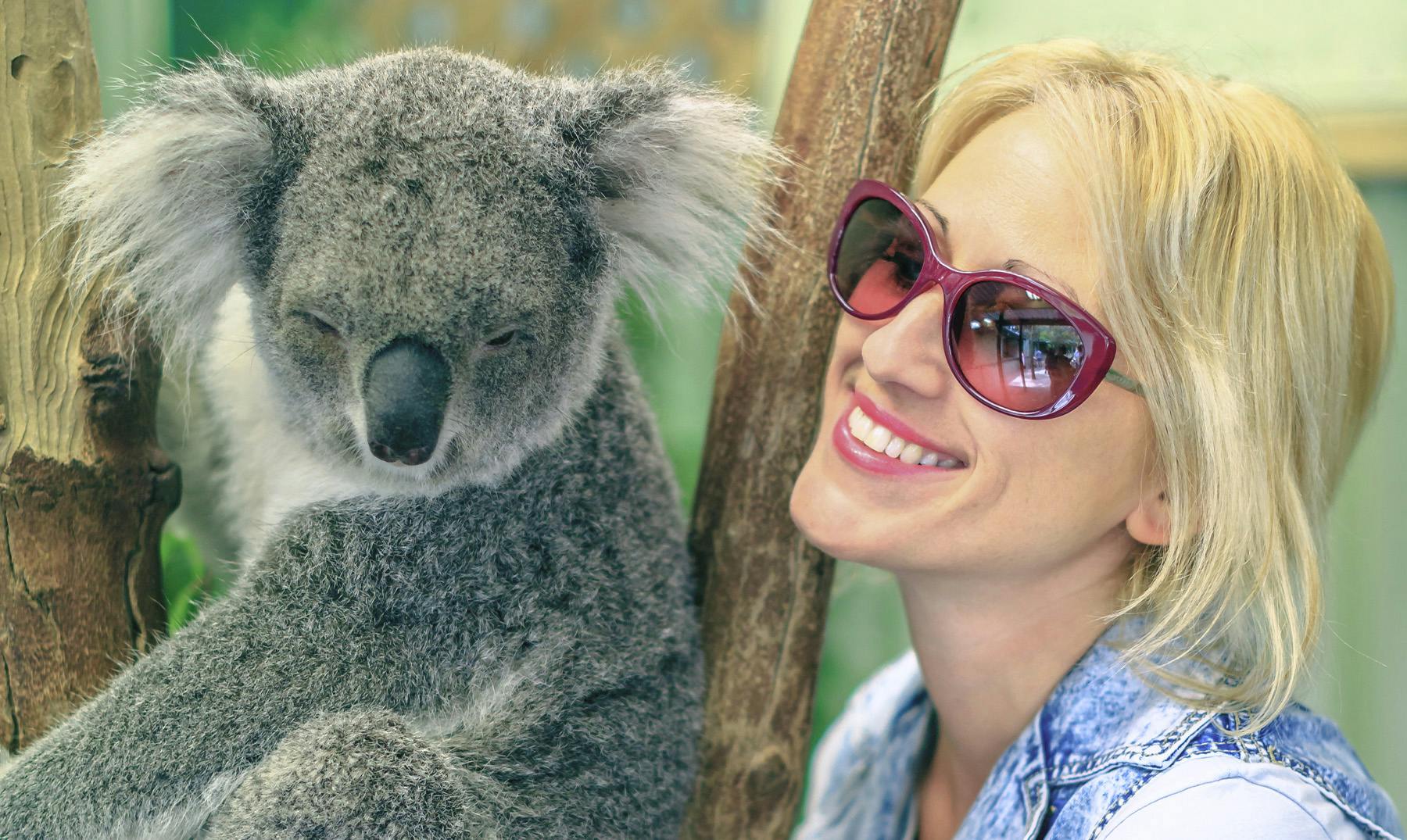 Koala australiano | Curiosidades, dónde verlos y mucho más